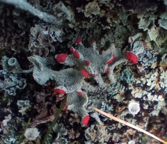 Cladonia borealis