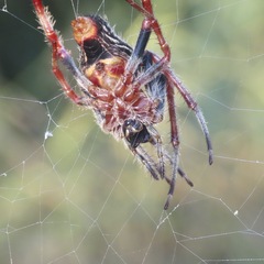 Eriophora ravilla