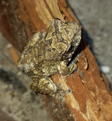 Chiromantis xerampelina