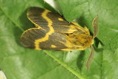 Lemonia dumi