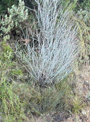 Anthyllis cytisoides