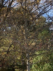 Crataegus phaenopyrum