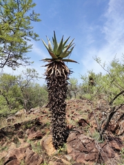 Aloe marlothii marlothii