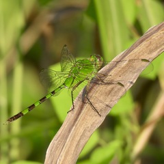 Erythemis vesiculosa