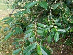 Eurya japonica