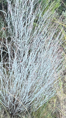 Anthyllis cytisoides