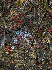 Crataegus phaenopyrum