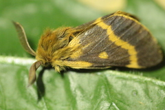 Lemonia dumi