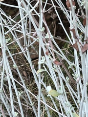Anthyllis cytisoides