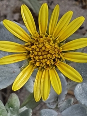 Arctotheca populifolia