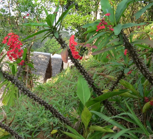 Euphorbia milii