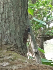 Graptopsaltria nigrofuscata