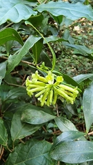 Peddiea africana