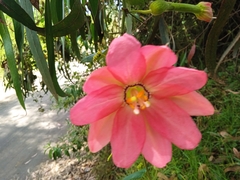 Passiflora mixta mixta