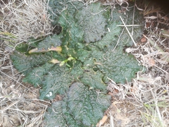 Lichtensteinia latifolia