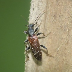Eurygeniinae