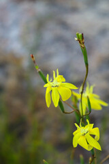 Moraea bituminosa