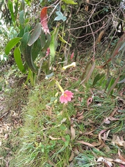 Passiflora mixta mixta