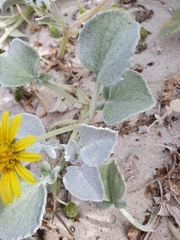 Arctotheca populifolia