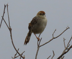 Cisticola tinniens