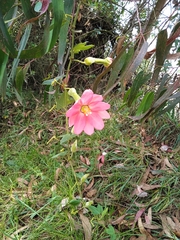 Passiflora mixta mixta