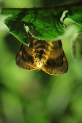 Lemonia dumi