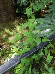 Dioscorea japonica