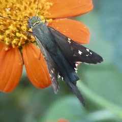 Urbanus proteus proteus