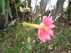 Passiflora mixta mixta