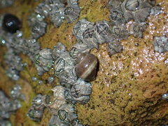 Balanomorpha