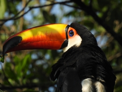 Ramphastos toco