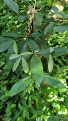 Englerophytum natalense