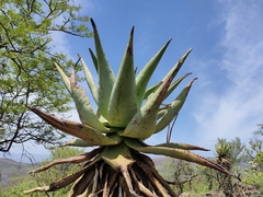 Aloe marlothii marlothii
