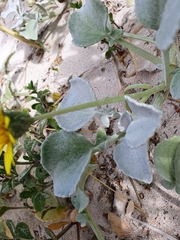 Arctotheca populifolia