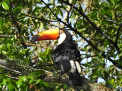 Ramphastos toco