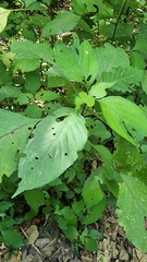 Isoglossa woodii