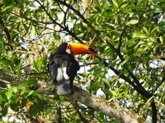 Ramphastos toco