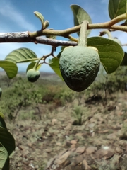 Annona senegalensis