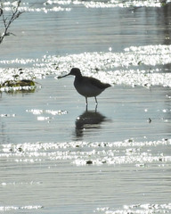 Charadriiformes