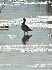 Charadriiformes