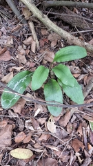 Scadoxus membranaceus