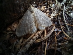 Operophtera fagata