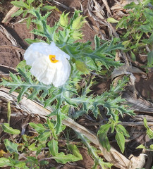 Argemone hunnemannii