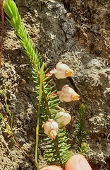Erica lambertii