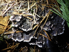 Thelephora terrestris