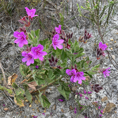 Pelargonium cucullatum
