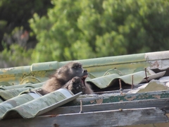 Papio ursinus ursinus