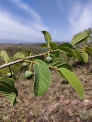 Annona senegalensis