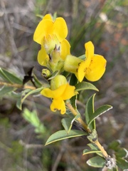 Liparia hirsuta