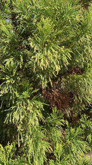 Cryptomeria japonica